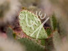 ARIZONA Cactus